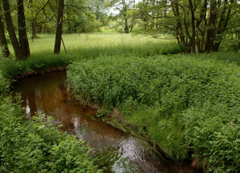 Národní přírodní památka Jankovský potok