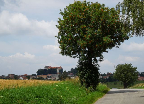 DURCH DIE SCHÖNE NATUR VON PACOV AUF DIE BURG KÁMEN