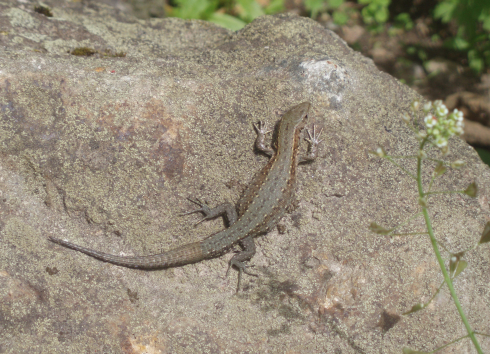 Lesní naučná stezka Chaloupky