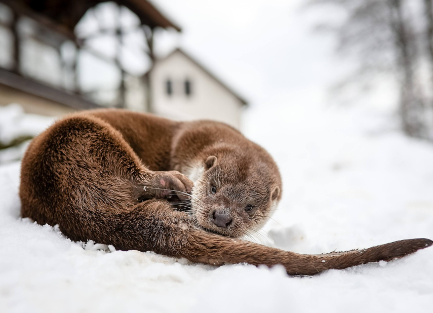 Z Pavlova pochází Vydrýsek