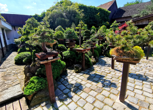 Bonsai zahrada