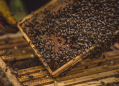 Včelařství Špaček