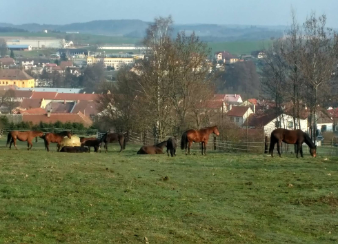 Stáj Batelov Jelínková