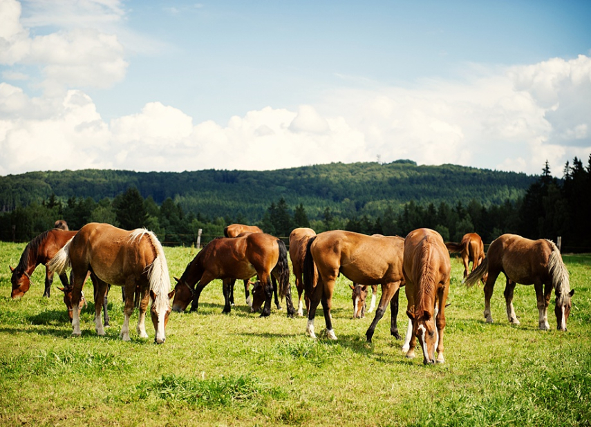 Farma Hrnčíř – Horse Station
