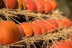 Golčův Jeníkov_Motejl_13