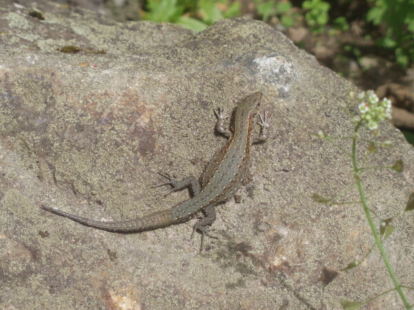 Lesní naučná stezka Chaloupky (foto 1)