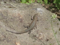 Lesní naučná stezka Chaloupky (foto 2)