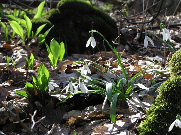 Naučná stezka Městské sady (foto 1)