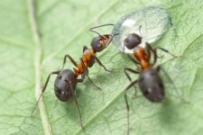 Naučná stezka Šebeň (foto 2)