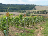 SÁDEK WINE NATURE TRAIL (photo 3)