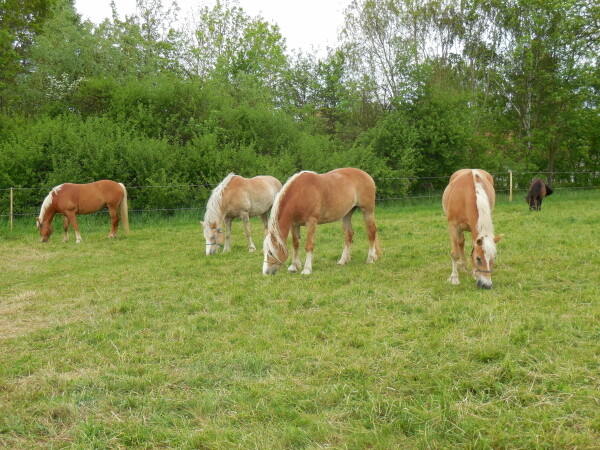 Rekreační jízdárna Borek (foto 1)