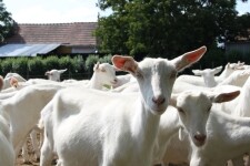 Kozí farma Ratibořice (foto 2)