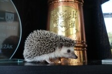 BROWAR JIHLAVA (zdjęcie 3)