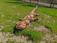 Dům přírody Žďárských vrchů (foto 12)