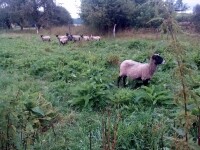 Ekofarma Ctiboř (foto 2)