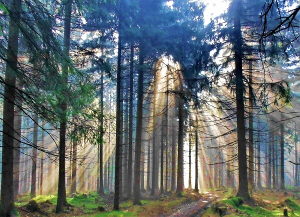 Naučná stezka městyse Měřín (foto 1)