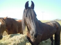 Ranč Ztracená podkova - Naučná stezka o koních (foto 4)