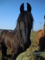 Ranč Ztracená podkova - Naučná stezka o koních (foto 5)