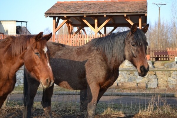 Ranč Ztracená podkova - Naučná stezka o koních (foto 1)