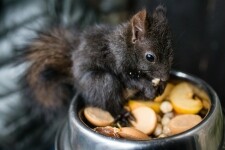 Záchranná stanice Pavlov (foto 4)