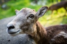 Záchranná stanice Pavlov (foto 5)