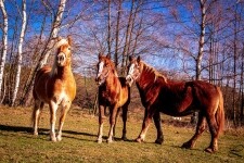 Bezděkovský mlýn (foto 9)