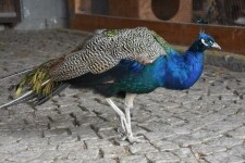 Na selský oběd do Bohuslavic (foto 6)