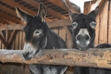 Na selský oběd do Bohuslavic (foto 8)