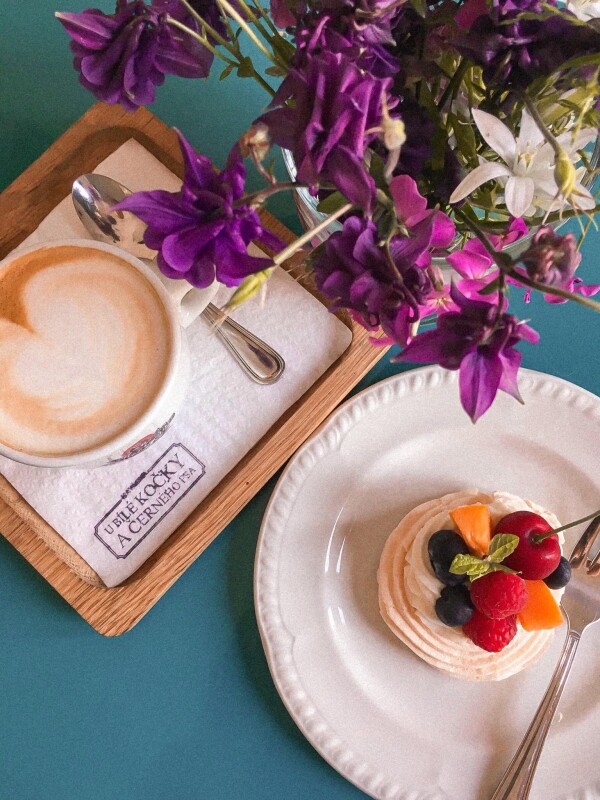 U bílé kočky a černého psa (foto 1)