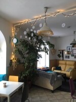 U bílé kočky a černého psa (foto 2)