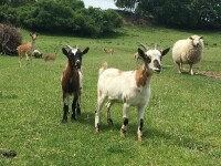 Farma Tasov (foto 6)