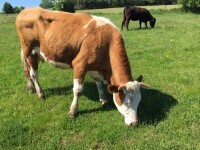 A GASTRONOMIC EXPERIENCE ON THE FARM TASOV FARM COMBINED WITH A CYCLING TOUR (photo 7)