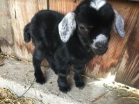 A GASTRONOMIC EXPERIENCE ON THE FARM TASOV FARM COMBINED WITH A CYCLING TOUR (photo 8)