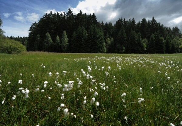 Národní přírodní památka Hojkovské rašeliniště (foto 1)