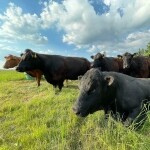 Mitrov Farm (photo 2)