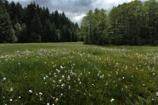 Národní přírodní památka Hojkovské rašeliniště (foto 2)