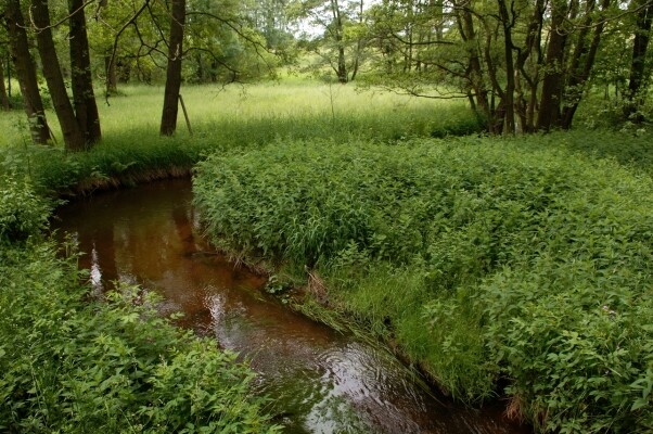 Národní přírodní památka Jankovský potok (foto 1)