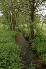 Národní přírodní památka Jankovský potok (foto 2)