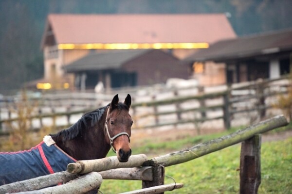 Jezdecká stezka Litohošť – Sosnový les (foto 1)