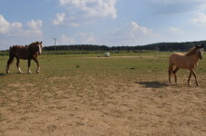 Equi Madlen (foto 3)