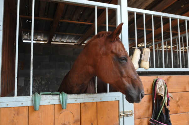 Equi Madlen (foto 1)