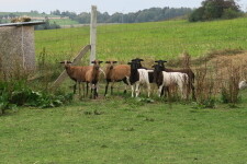 Jezdecká stanice Nízká Lhota (foto 2)