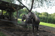 Jezdecká stanice Velká Paseka (foto 4)