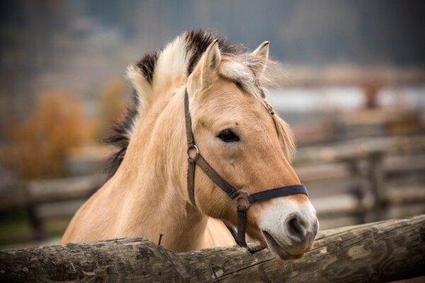Jezdecká stezka Chvaletín – Rajmundský mlýn (foto 1)