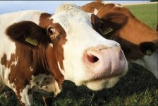 TONKA sýrárna na statku (foto 2)