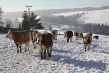 TONKA sýrárna na statku (foto 4)