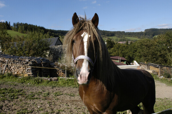 Jezdecká stanice Dalečín (foto 1)