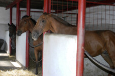 Jezdecký klub GLOD Čejov (foto 8)