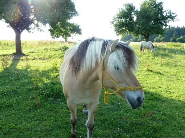 Pelestrovská hospůdka – jezdecká stanice (foto 1)