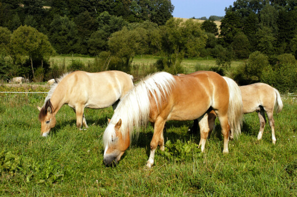 Ranč U Zelené sedmy (foto 1)